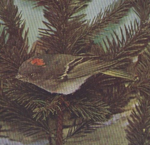 Ruby-crowned Kinglet