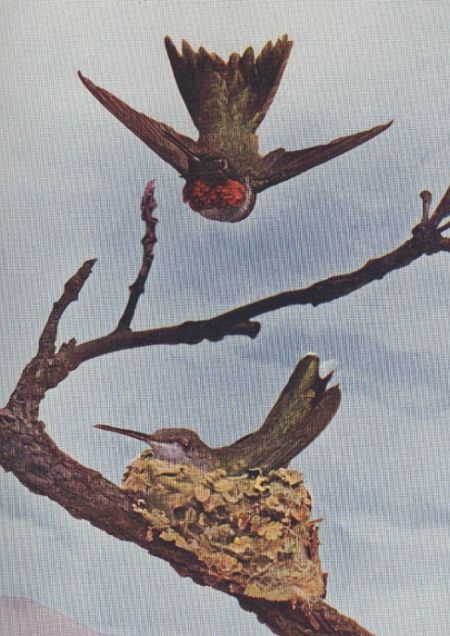 Ruby-throated Humming-bird — at the nest