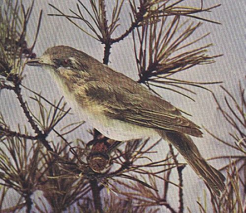 Warbling Vireo