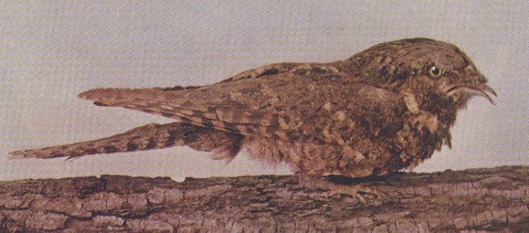 Whippoorwill