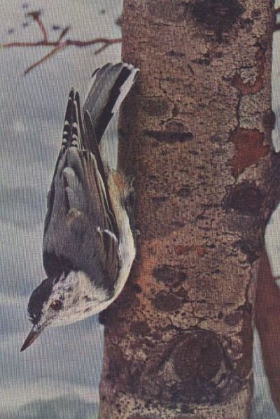 White-breasted Nuthatch