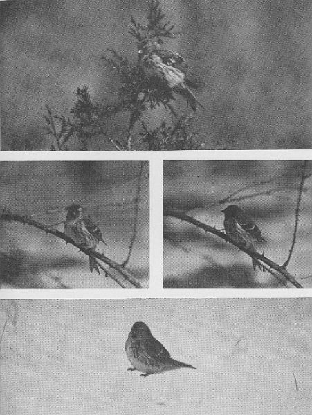 Redpoll