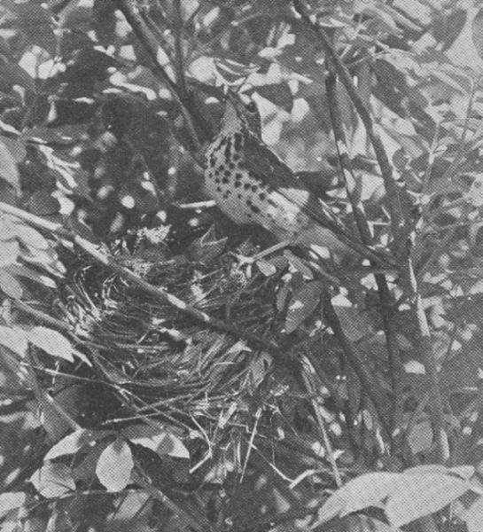 Wood Thrush