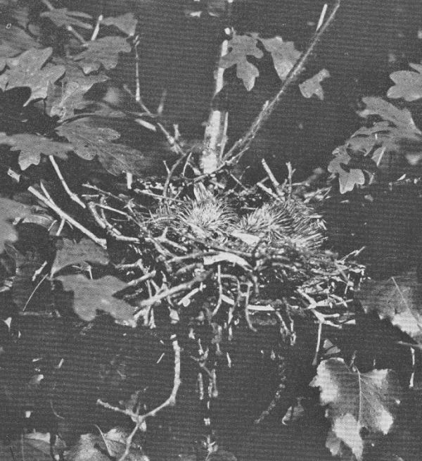 Yellow-billed Cuckoo — at the nest