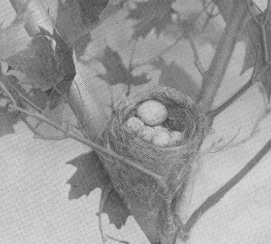 Yellow Warbler — at the nest
