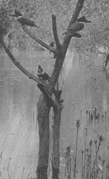 Belted Kingfisher — young