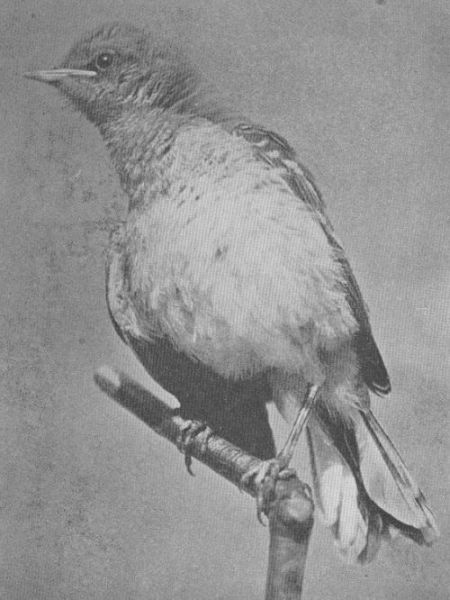 Mocking-bird — young