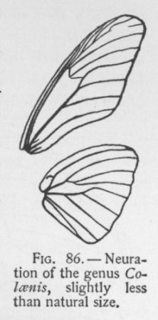 Julia (detail)