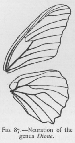 Gulf Fritillary (detail)