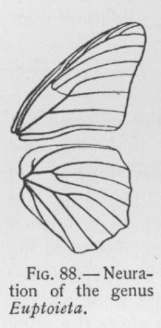 Variegated Fritillary (detail)