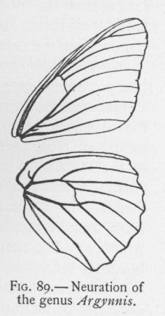 Regal Fritillary (detail)