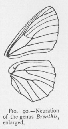 Silverbordered Fritillary (detail)