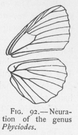 Nycteis (detail)
