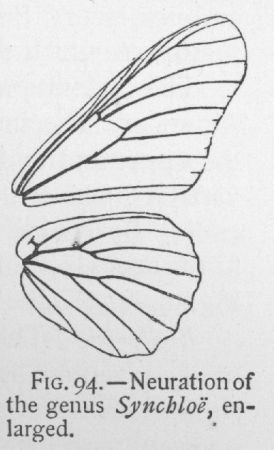 Crimson-patch (detail)