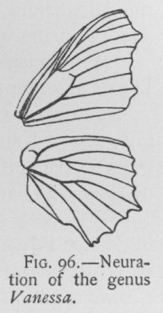 Compton Tortoise (detail)