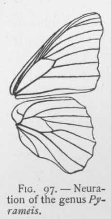 Red Admiral (detail)