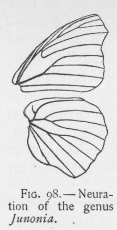 Buckeye (detail)