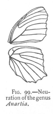 White Peacock (detail)