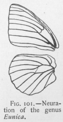 Dingy Purple-wing (detail)