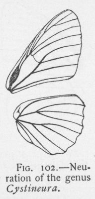 Amymone (detail)