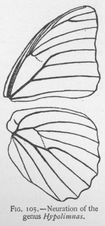 Mimic (detail)