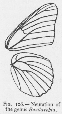Red-spotted Purple (detail)