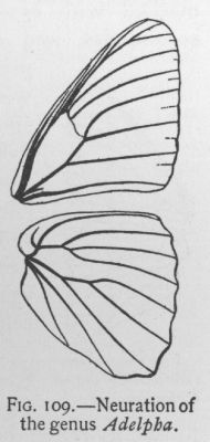 Californian Sister (detail)