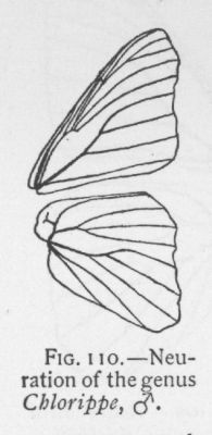 Hackberry Butterfly (detail)