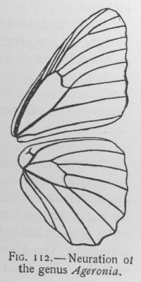 White-skirted Calico (detail)