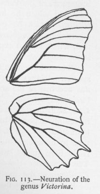 Pearly Malachite (detail)