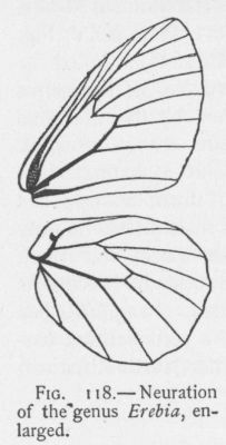 Red-streaked Alpine (detail)