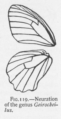 Tritonia (detail)