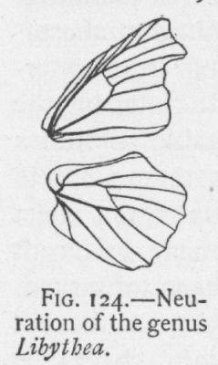 Snout-butterfly (detail)