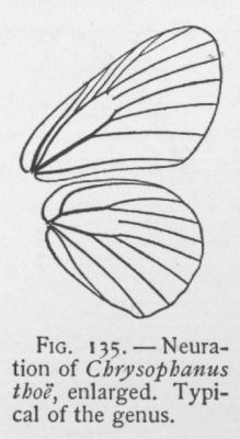 Arota (detail)