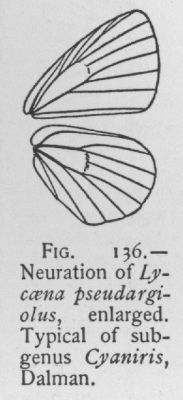 Sooty Gossamer-wing (detail)