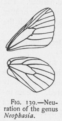 Pine White (detail)