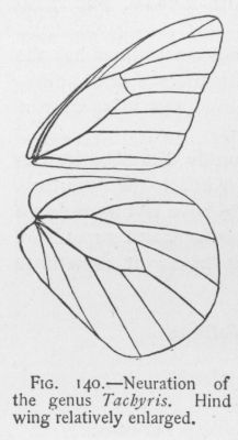 Florida White (detail)