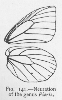 Great Southern White (detail)