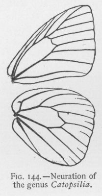 Cloudless Sulphur (detail)