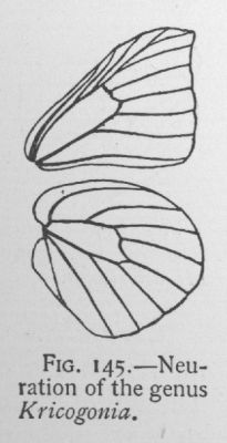 Lyside (detail)