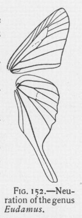Long-tailed Skipper (detail)