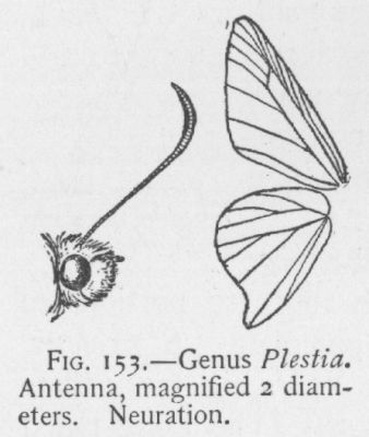 Short-tailed Arizona Skipper (detail)