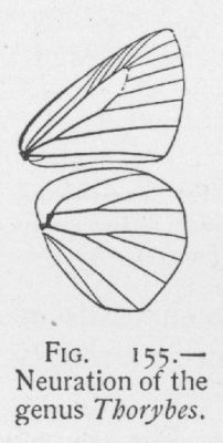 Northern Dusky-wing (detail)