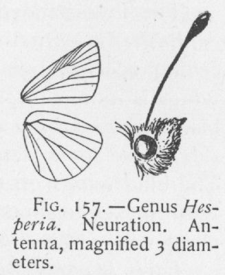 Erichson's Skipper (detail)