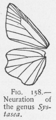Zampa (detail)