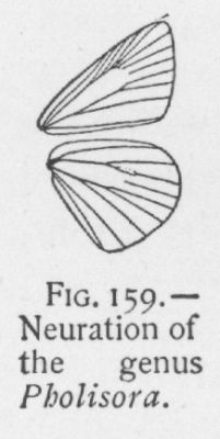 Sooty-wing (detail)
