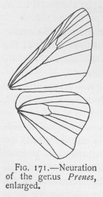 Ocola Skipper (detail)
