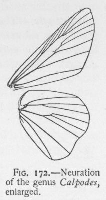 Brazilian Skipper (detail)