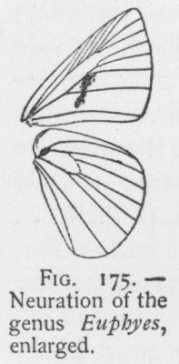 Little Glass-wing (detail)