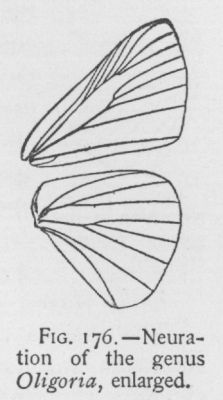 Twin-spot (detail)